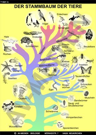 Der Stammbaum der Tiere und Pflanzen