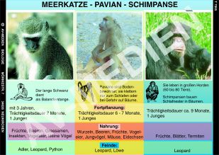Meerkatze, Pavian und Schimpanse