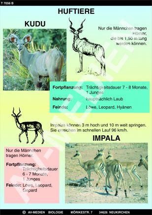 Kaffernbüffel, Gnu, Kudu und Impala