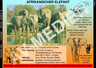 Afrikanischer Elefant und Giraffe