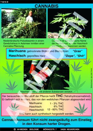 Cannabis: Haschisch und Marihuana