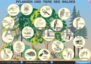 Pflanzen und Tiere des Waldes