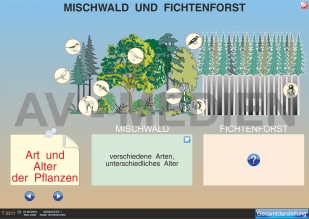 Mischwald und Fichtenforst