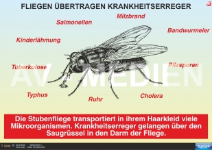 Fliegen übertragen Krankheitserreger