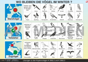 Wo bleiben die Vögel im Winter?
