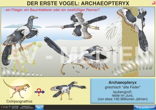 Der erste Vogel: Archaeopteryx