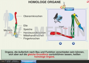 Homologe Organe