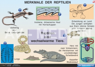 Merkmale der Reptilien