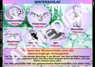 Winterschlaf