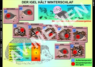Winterschlaf