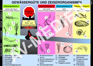 Gewässergüte und Zeigerorganismen