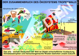 Der Zusammenbruch des Ökosystems Tropenwald