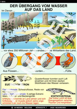 Der Übergang vom Wasser auf das Land