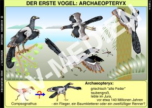 Der erste Vogel: Archaeopteryx