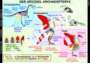 Der erste Vogel: Archaeopteryx