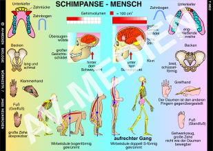 Vergleich Schimpanse - Mensch