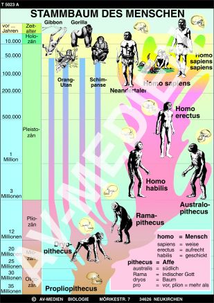 Stammbaum und Entwicklung des Menschen