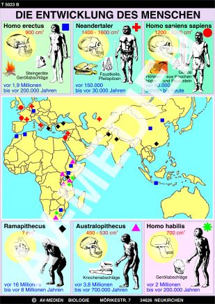 Stammbaum und Entwicklung des Menschen