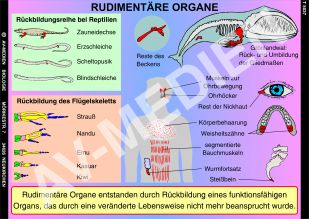 Rudimentäre Organe