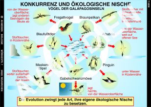 Konkurrenz und ökologische Nische