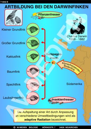 Artbildung bei den Darwinfinken