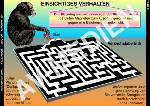 Einsichtiges Verhalten