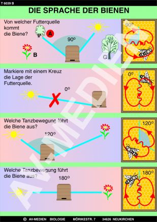 Die Sprache der Bienen