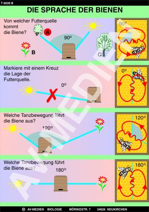 Die Sprache der Bienen