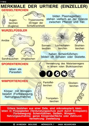 Merkmale der Urtiere (Einzeller)