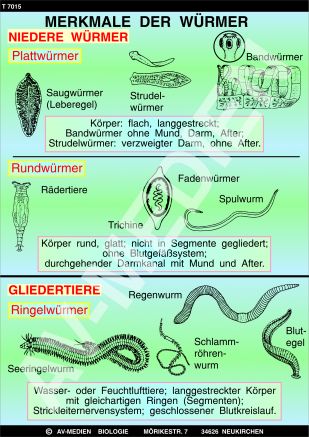 Merkmale der Hohltiere