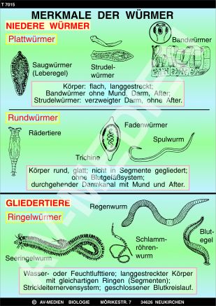 Merkmale der Würmer