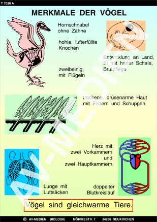 Merkmale der Vögel