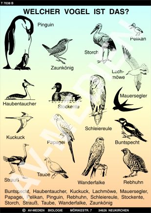 Merkmale der Vögel
