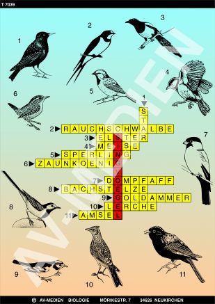 Die Singvögel