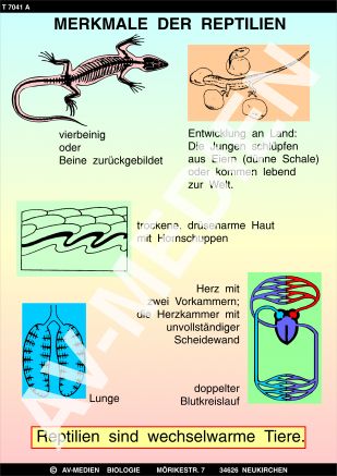 Merkmale der Reptilien