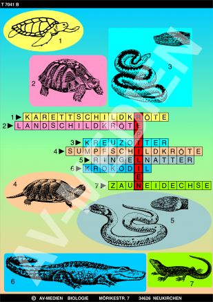 Merkmale der Reptilien