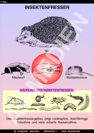 Die Insektenfresser