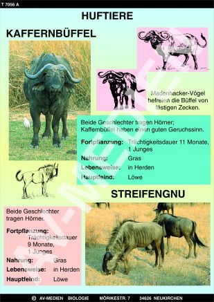 Kaffernbüffel, Gnu, Kudu und Impala