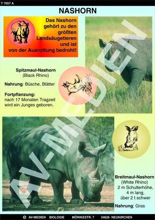 Nashorn und Warzenschwein