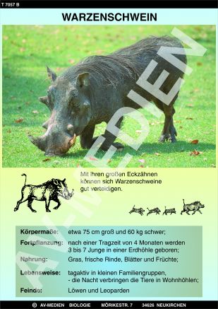 Nashorn und Warzenschwein