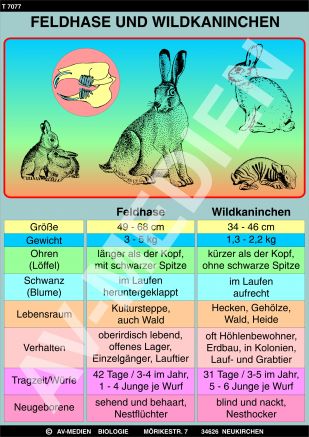 Feldhase und Wildkaninchen