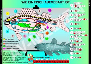Typisch Fisch