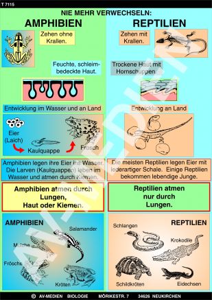 Nie mehr verwechseln: Amphibien und Reptilien