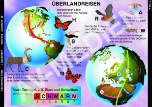 Tierwanderungen