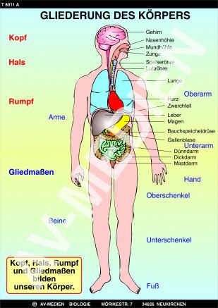 Die Gliederung des menschlichen Körpers
