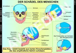 Schädel und Kopf des Menschen