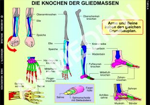 Die Knochen der Gliedmaßen