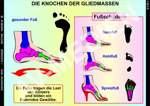 Die Knochen der Gliedmaßen