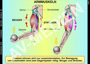 Armmuskeln: Beuger und Strecker  arbeiten als Gegenspieler