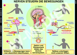 Nerven steuern die Bewegungen